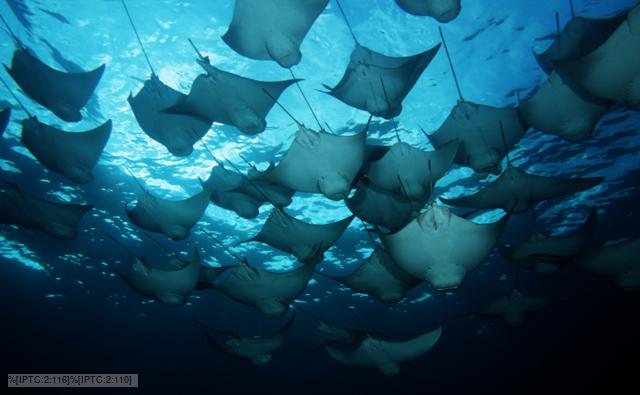 A school of cownose rays