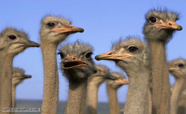 Several domestic ostrich in South Africa