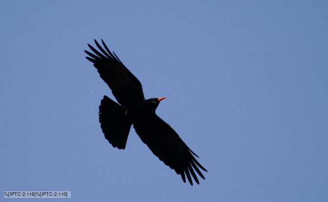 Red-billed chough flying
