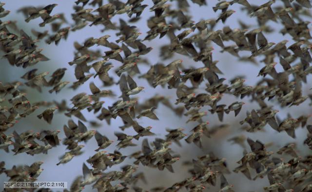 Flock of red-billed quelea flying