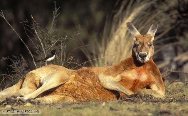 Kangaroo images free, Kangaroo images, Kangaroo pictures gallery, Pictures of Kangaroo , White Kangaroo pictures