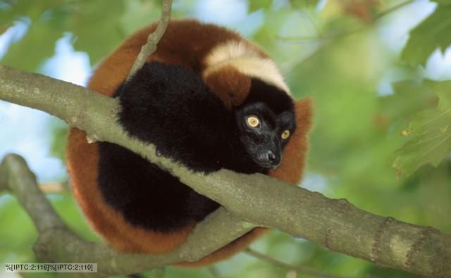 Red ruffed lemur curled around a tree branch