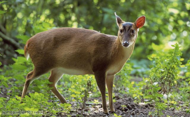 reevess_muntjac_1.jpg