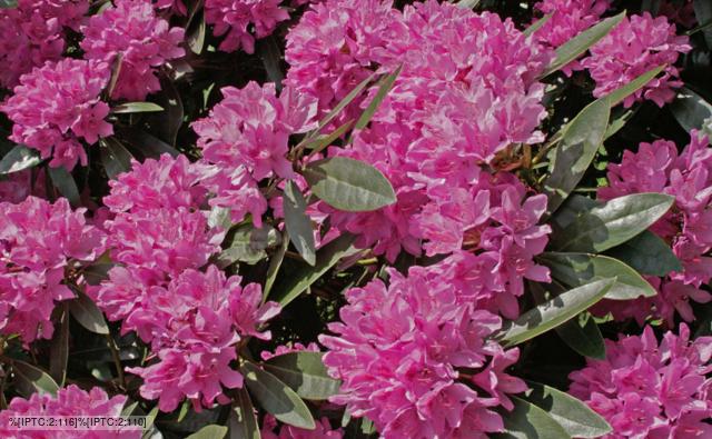 Picture Of Rhododendron