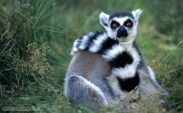 Image result for ring-tailed lemur