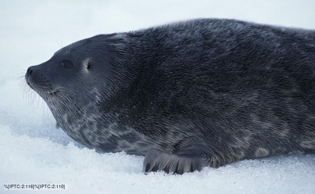 Portrait of a ringed seal