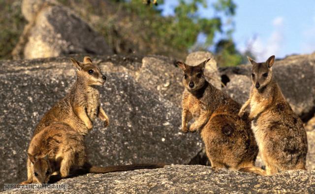 Wallaby Group 109