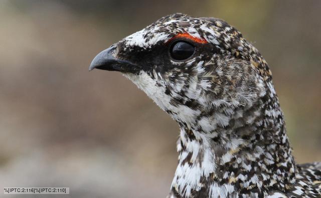 A rock ptarmigan in long grass 