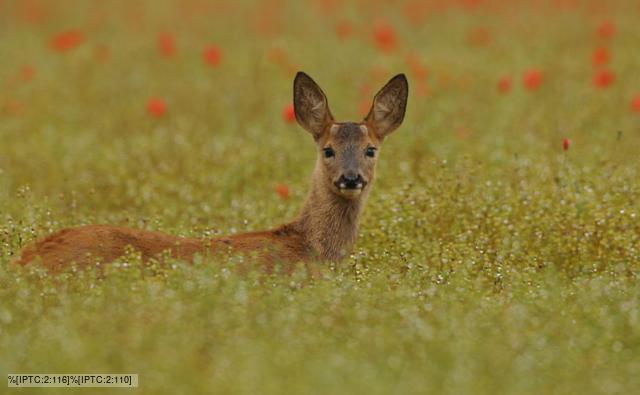 Roe Deer Facts