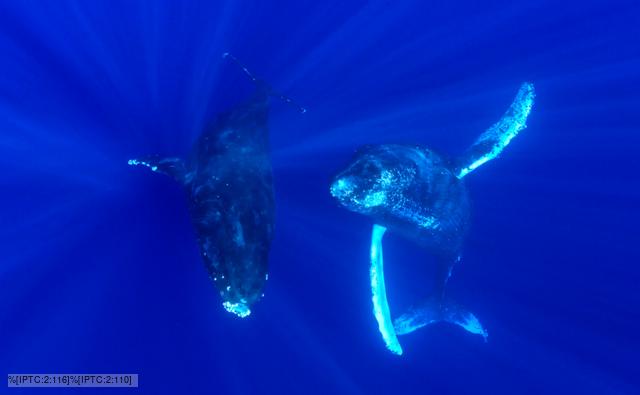Underwater view of humpback whales swimming