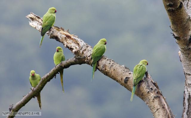 Pic Of Parakeets