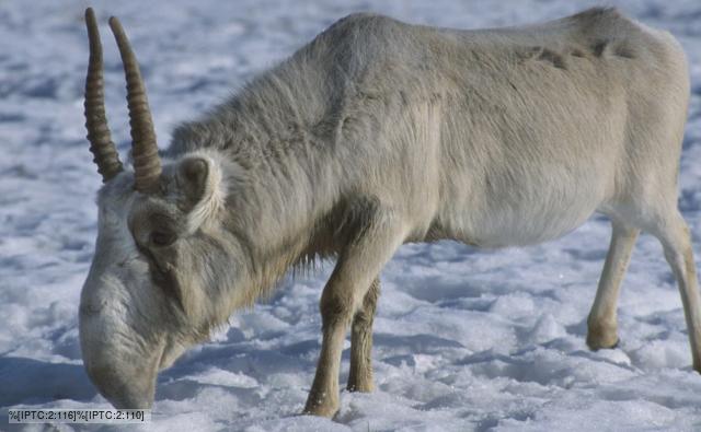 saiga antelope