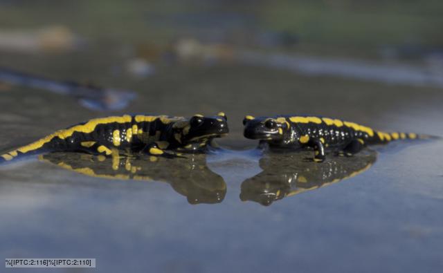 Newt Salamander