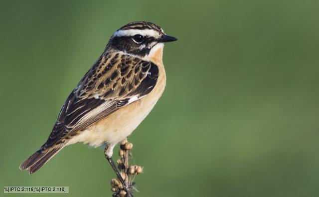 Male whinchat perched on a bush