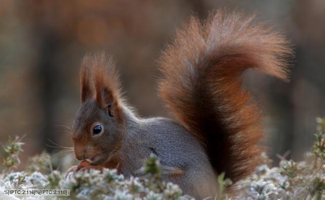 bushy squirrel