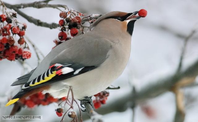 seed adaptations