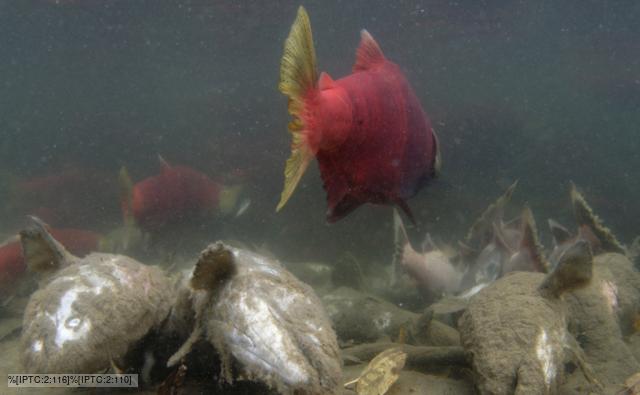 Sockeye salmon swimming over dead salmon at spawning ground