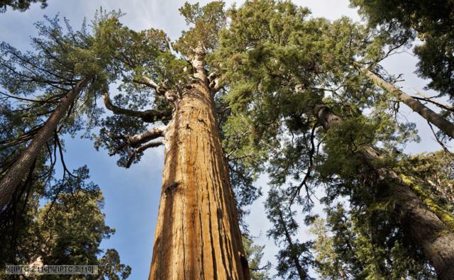 Giant Sequoia Pictures