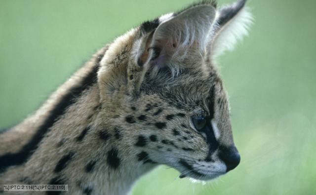 Portrait of a serval cat