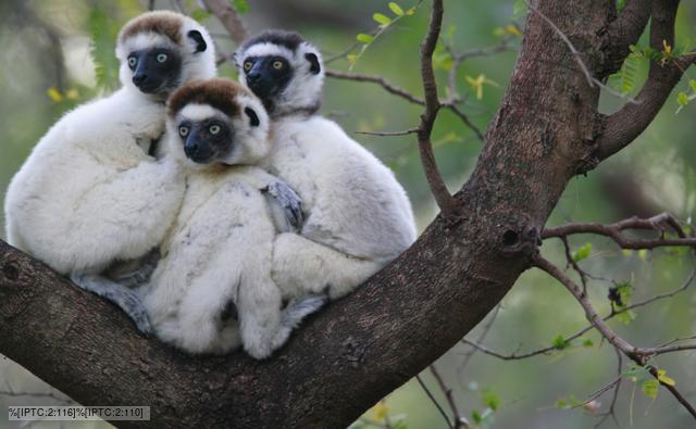 Verreaux's sifakas huddled in the fork of a tree branch