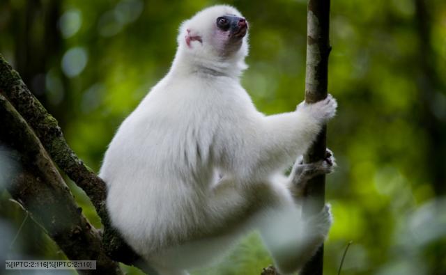 Silky sifaka lemur hanging to a tree branch in Marojejy National Park, Sambava, Madagascar