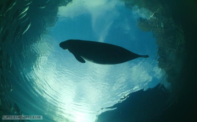 A Florida manatee is silhouetted against the sky