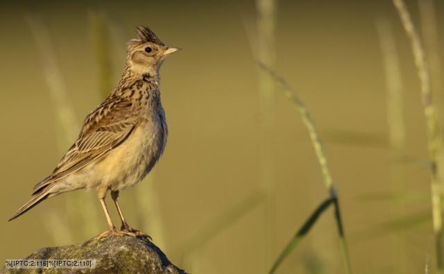 Skylark perched on a dry stone wall at dawn