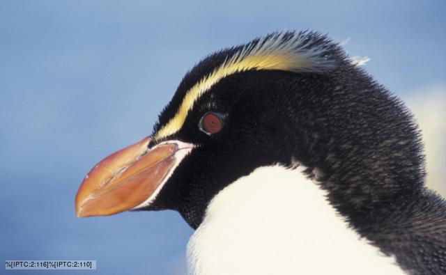 Crested Penguin picture, Crested Penguin hd wallpaper, Pics of Crested Penguin , Crested Penguin image, Pictures of Crested Penguin 