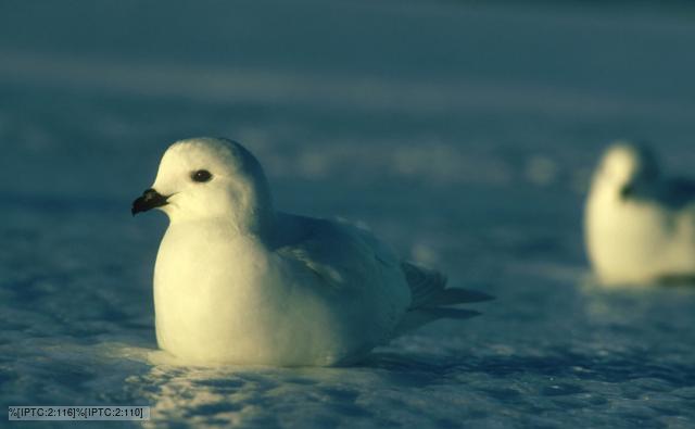 Snow petrels sitting on ice
