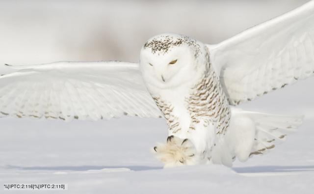 Snowy owl hunting for prey in winter snow 