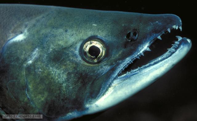 Profile close-up of a sockeye salmon