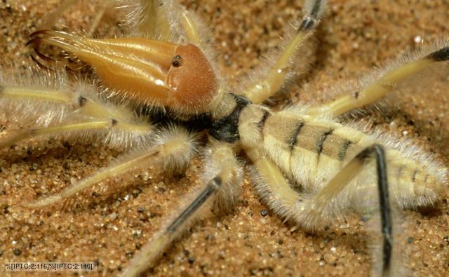 Camel Spider Info