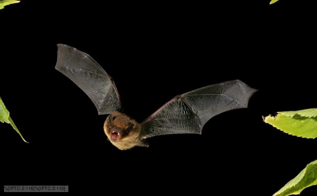 Soprano pipistrelle in flight