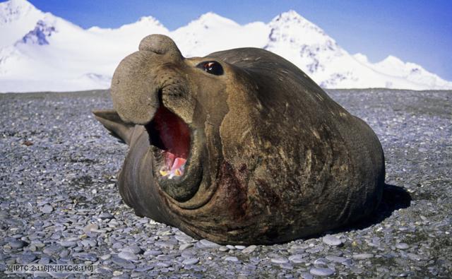 Largest Elephant Seal