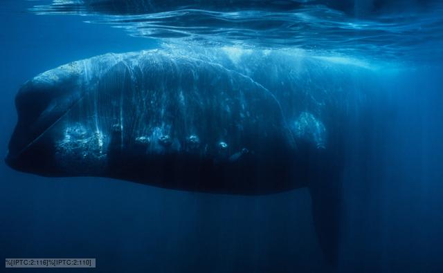 Southern right whale in the Valdes Peninsula