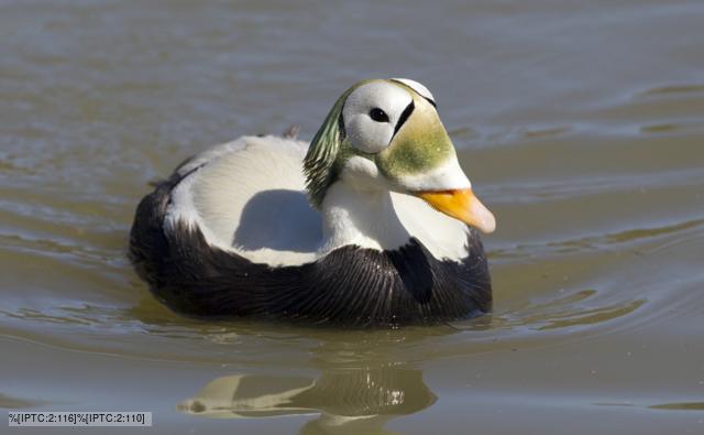 Spectacled eider duck male in breeding plumage on water