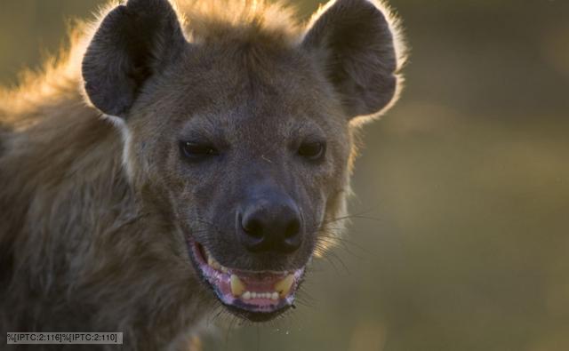 Picture Hyena