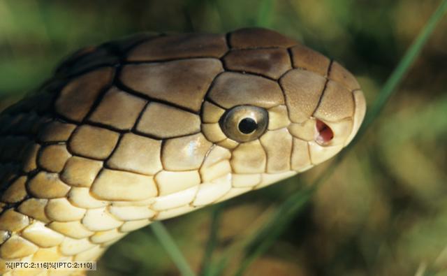 Close-up on the head of a king cobra
