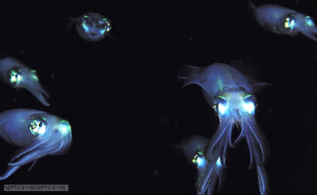 A group of big fin reef squid in deep water