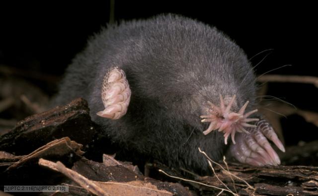 http://ichef.bbci.co.uk/naturelibrary/images/ic/credit/640x395/s/st/star-nosed_mole/star-nosed_mole_1.jpg