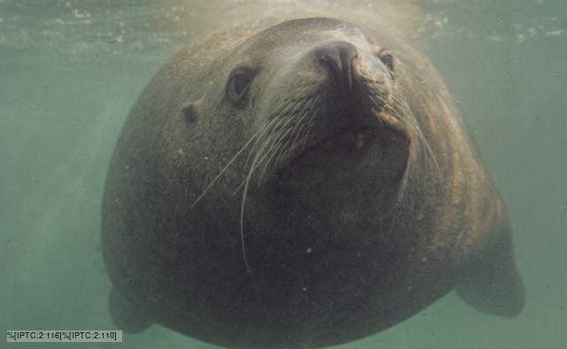 Head-on Steller sea lion underwater