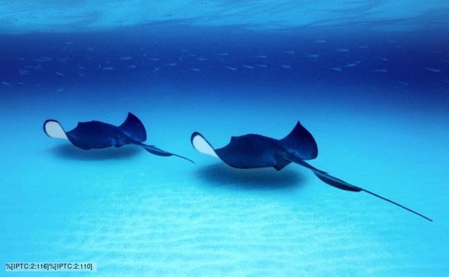 Sting Rays Images