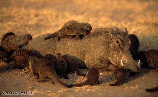 Relationships Between People Animals And Nature