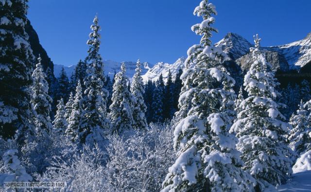 Taiga In Winter