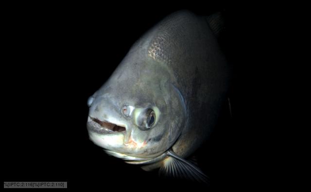 A tambaqui emerging from the darkness