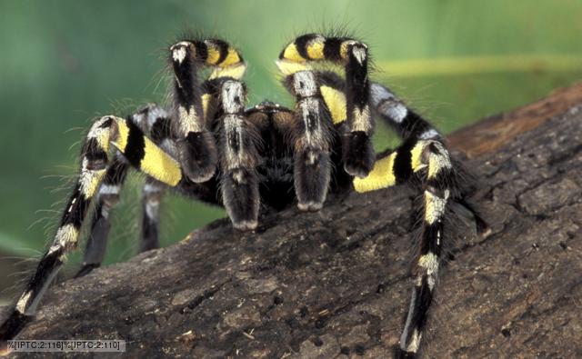 kinds of tarantulas
