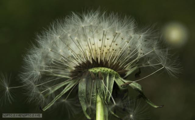Wind blowing dandelion seeds