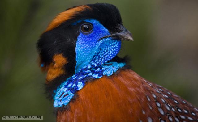 Close-up of a Temminck´s tragopan looking round