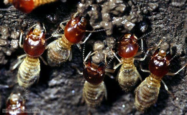 Termites building a mud wall