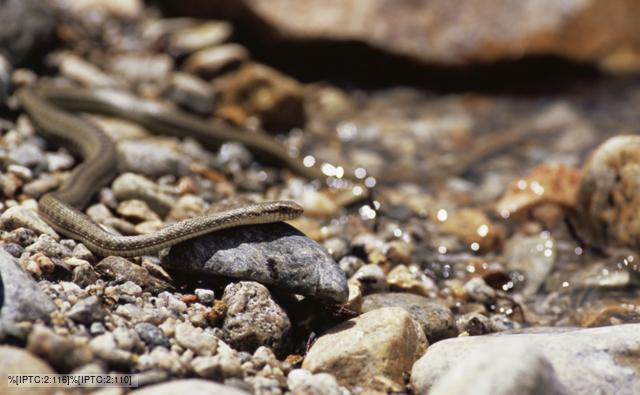 Hot spring snake on shoreline